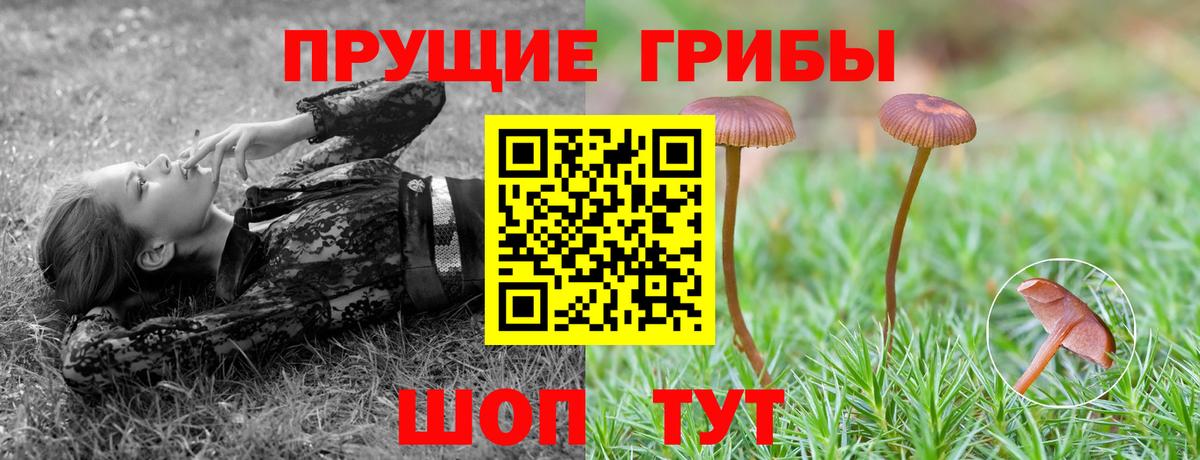 Псилоцибиновые грибы Psilocybine cubensis Камышин
